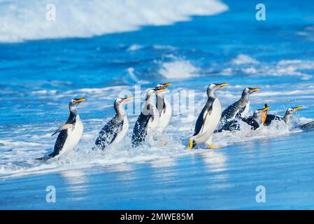 Gentoo Pinguine (Pygocelis papua papua) Wandern am Strand, Sea Lion Island, Falkland Islands, Südamerika Stockfoto