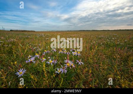 Sea aster (Tripolium pannonicum) im Vorland De Mokbaai, Texel, Niederlande Stockfoto