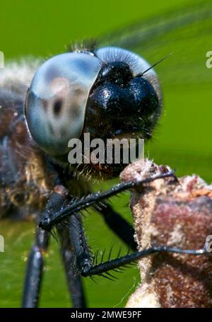 Schwarzschwanzskimmer (Orthetrum cancellatum), männlich, Porträt, Kiel, Deutschland Stockfoto