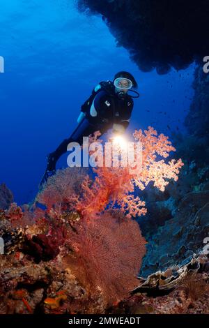 Taucher mit Fackel, der unter das Korallenriff blickt, überhängt große Kklunzingersche Weichkorallen (Dendronephthya klunzingeri) und Hornkorallen (Acabaria splendens) Stockfoto