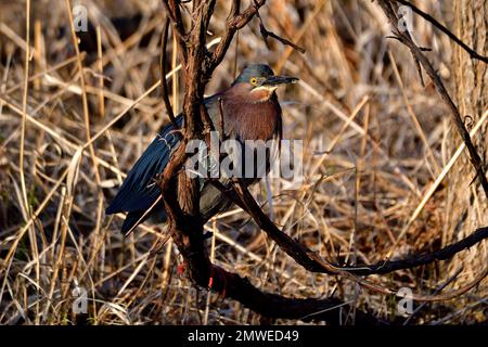 Ein grüner Reiher (Butorides virescens) auf der Pflanze auf dem unscharfen Hintergrund Stockfoto