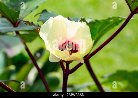 Okra, Abelmoschus esculentus, ist eine mehrjährige Blütenpflanze in der Mallow-Familie. Stockfoto