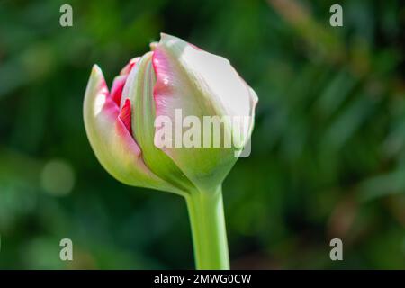 Eine einzelne leuchtend pinkfarbene und weiße Tulpe mit einem langen dicken grünen Stiel. Der Kopf der Glühlampe ist rund und geschlossen. Die Sonne scheint auf dem hellen papereipulver Stockfoto