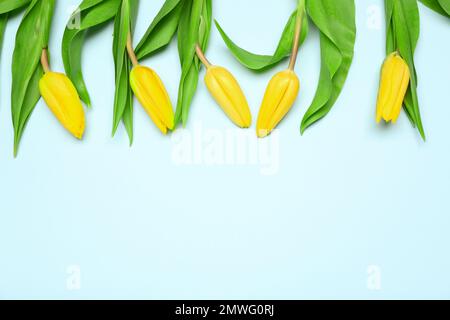 Wunderschöne gelbe Tulpenblüten auf farbigem Hintergrund. Hallo Frühling Stockfoto