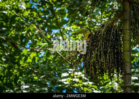 Ein Kieltukan (Ramphastos sulfuratus), hoch oben auf einer Acai-Palme im Amazonas-Regenwald Stockfoto