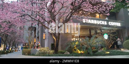 Linkou, Taiwan - 1. Februar 2023 : Starbucks in Linko, New Taipei City, Taiwan im Frühling mit blühendem Sakurbaum. Stockfoto