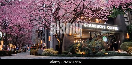 Linkou, Taiwan - 1. Februar 2023 : Starbucks in Linko, New Taipei City, Taiwan im Frühling mit blühendem Sakurbaum. Stockfoto