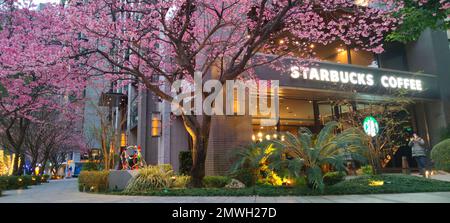 Linkou, Taiwan - 1. Februar 2023 : Starbucks in Linko, New Taipei City, Taiwan im Frühling mit blühendem Sakurbaum. Stockfoto