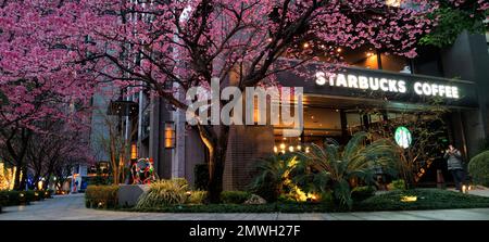 Linkou, Taiwan - 1. Februar 2023 : Starbucks in Linko, New Taipei City, Taiwan im Frühling mit blühendem Sakurbaum. Stockfoto