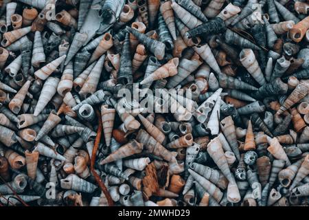 Hunderte von orangefarbenen, grauen und weißen Muscheln an einem Strand in der Nähe von Dunedin, Neuseeland. Stockfoto
