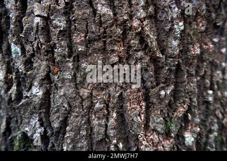 Nahaufnahme, Textur der Mangobaumrinde, Tageslicht Stockfoto