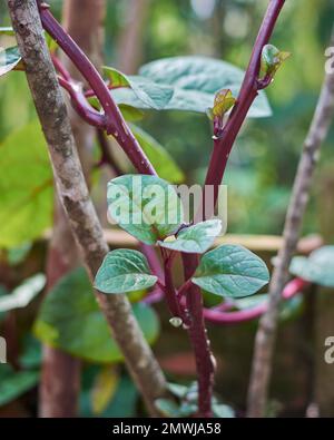 malabarspinat oder ceylonspinat im Garten, Basella alba, auch bekannt als Rebspinat, tropische Heilpflanzen, die selektiv im Fokus genommen werden Stockfoto