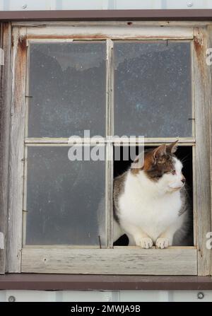 Weiße und schwarze Katze, die in einem alten Fenster sitzt. Ein Fensterbereich fehlt. Stockfoto