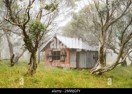 Eine verlassene Holzhütte in einem Schneegummi-Wald im Nebel auf Mount Hotham, Victoria, Australien Stockfoto