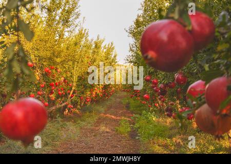 Ein selektiver Fokus von roten, reifen Granatäpfeln, die im Garten an Bäumen hängen Stockfoto