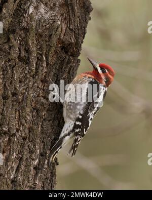 Hybrid-Rotnaped x Rotbrust-Sapsucker (Sphyrapicus nuchalis x ruber) hoch oben auf dem Stamm eines Mandelbaums im Winter, Sacramento County Stockfoto