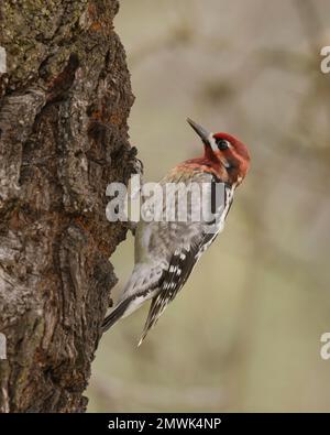 Hybrid-Rotnaped x Rotbrust-Sapsucker (Sphyrapicus nuchalis x ruber) hoch oben auf dem Stamm eines Mandelbaums im Winter, Sacramento County Stockfoto