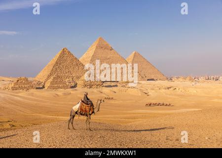 Pyramiden von Gizeh mit Kamel bei Sonnenuntergang, Kairo, Ägypten Stockfoto