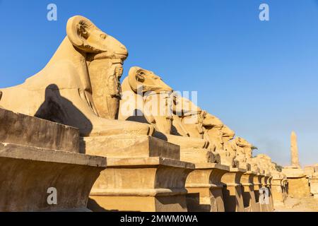 Avenue of Rams und Avenue of Sphinxes im Tempel von Karnak, Luxor, Ägypten Stockfoto