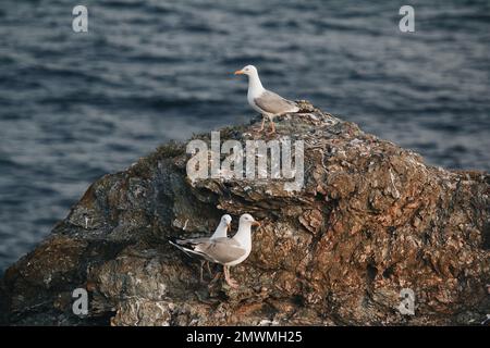 Eine Gruppe Möwen hoch oben auf einem Felsen am Meer Stockfoto