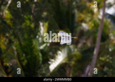 Egretta sacra, ein pazifischer Riffreiher, hat das Fliegen gegen den verschwommenen Blick auf eine natürliche Umgebung gefangen Stockfoto