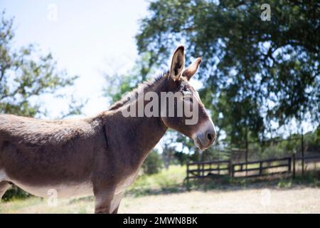 Esel in einer sonnigen Koppel, Paso Robles California, USA Stockfoto