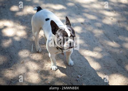 Französische Bulldoggen liegen im Schatten, Kalifornien, USA Stockfoto