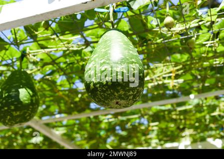 Calabash-Gemüse auch bekannt als Flaschenkürbis, weiß blühender Kürbis, lange Melone Stockfoto