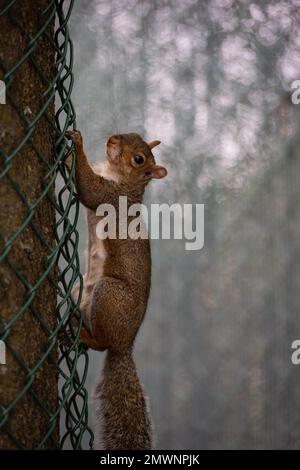 Ein rotes Eichhörnchen klettert auf einen Zaun Stockfoto