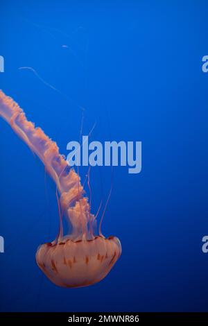 Quallen vor blauem Hintergrund, Monterey Bay Aquarium CA Stockfoto