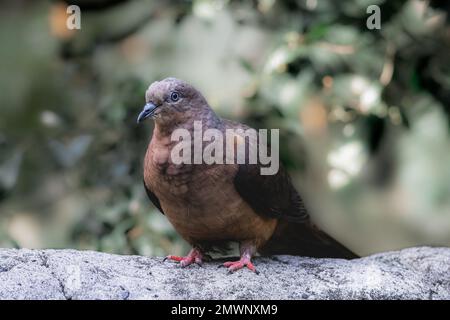 Eine Nahaufnahme einer schönen Taube Stockfoto