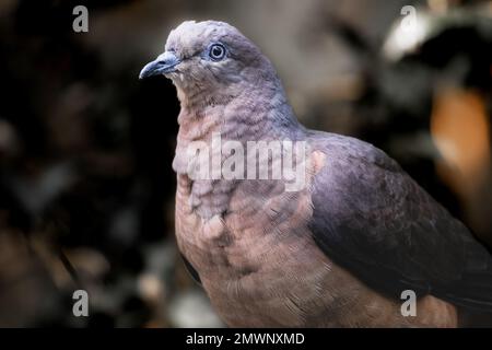 Eine Nahaufnahme einer schönen Taube Stockfoto