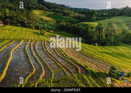 Luftaufnahme der grünen Reisterrassen mit Morgenlicht. Landschaft auf der Insel Bali. Stockfoto