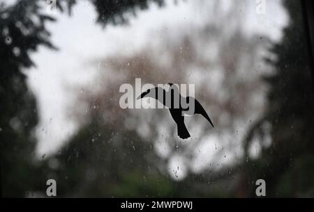 Berlin, Deutschland. 01. Februar 2023. Ein Aufkleber, der Vögel abschrecken und schützen soll, ist an einer Fensterscheibe angebracht. Kredit: Britta Pedersen/dpa/Alamy Live News Stockfoto