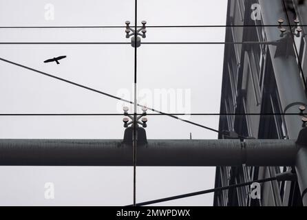 München, Deutschland. 31. Januar 2023. Ein Aufkleber in Form eines Raubvogels ist auf einer Fensterscheibe eines Bürogebäudes zu sehen. Kredit: Sven Hoppe/dpa/Alamy Live News Stockfoto