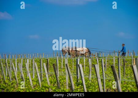 GIRONDE (33), SAINT-EMILION, TRAVAIL DU VIGNOBLE AVEC UN CHEVAL DE TRAIT, ROMAIN GUERIN ET CLAIRE GORRY, LABOUREUR PRESTATAIRE EN TRACTION ANIMALE, Stockfoto