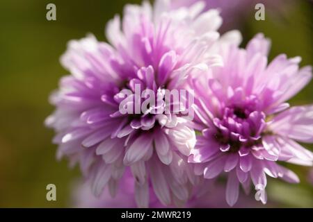 Violette Chrysanthemblumen im Garten mit selektivem Fokus. Wunderschöner natürlicher Blumenhintergrund. Stockfoto