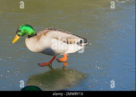 Stockenten, männliche Ente, die auf gefrorenem Wasser watschelt Stockfoto