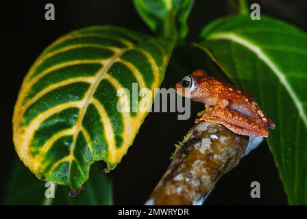 Madagaskar Frosch - Boophis pyrrhus, kleiner, schöner roter Frosch aus den Wäldern und Flüssen Madagaskars, Andasibe, Madagaskar. Stockfoto