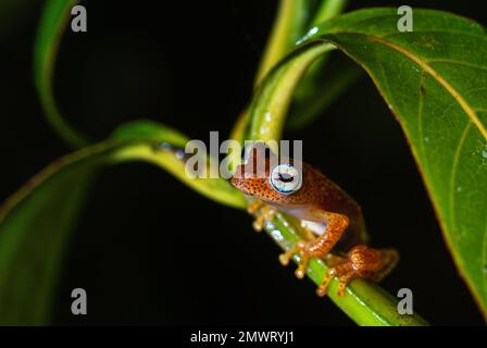 Madagaskar Frosch - Boophis pyrrhus, kleiner, schöner roter Frosch aus den Wäldern und Flüssen Madagaskars, Andasibe, Madagaskar. Stockfoto