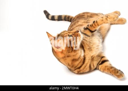 Eine schöne bengalische Katze ruht auf weißem Hintergrund. Stockfoto