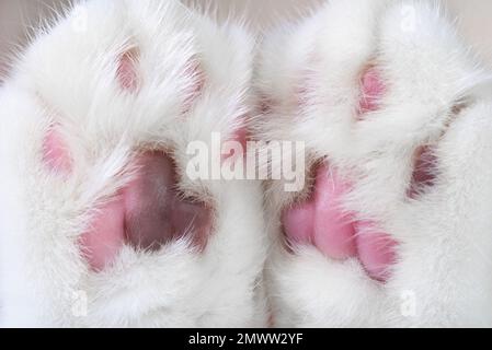 Nahaufnahme von niedlichen Katzenpfoten mit pinkfarbenen und braunen Polstern. Stockfoto