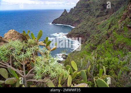 Dei Küste bei Punta del Frontón, Punta Del Hidalgo, Teneriffa, Kanarische Inseln, Spanien | Punta del Frontón Coast, Punta Del Hidalgo, Teneriffa, Can Stockfoto