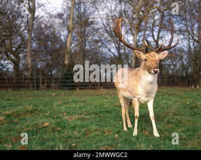 Rotes Reh grast auf der Wiese im richmond Park. Stockfoto