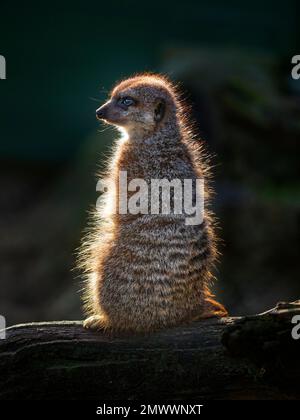 Erdmännchen oder erdmännchen Suricata suricatta Stockfoto