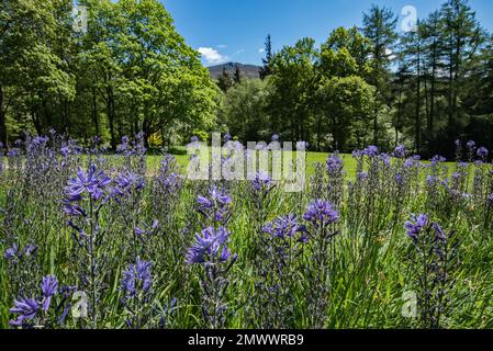 Blumen in einem hügeligen Garten in der Parcevall Hall. Hall und seine Gärten befinden sich in Skyreholme in der Nähe von Appletreewick Village, Wharfedale, North Yorkshire Stockfoto