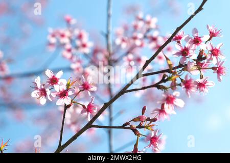 Nang Phaya Suea Krong Blume oder Sakura von Thailand, wunderschöne rosa Blüte am Himmel Hintergrund. Prunus Cerasoides Flowers oder Nang Phaya Sua Krong Blume Stockfoto