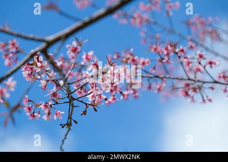 Nang Phaya Suea Krong Blume oder Sakura von Thailand, wunderschöne rosa Blüte am Himmel Hintergrund. Prunus Cerasoides Flowers oder Nang Phaya Sua Krong Blume Stockfoto