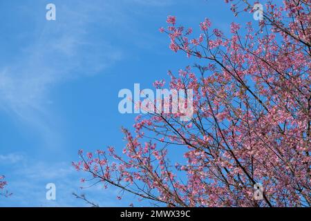 Nang Phaya Suea Krong Blume oder Sakura von Thailand, wunderschöne rosa Blüte am Himmel Hintergrund. Prunus Cerasoides Flowers oder Nang Phaya Sua Krong Blume Stockfoto