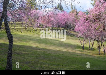 Nang Phaya Suea Krong Blume oder Sakura von Thailand, wunderschöne rosa Blüte am Himmel Hintergrund. Prunus Cerasoides Flowers oder Nang Phaya Sua Krong Blume Stockfoto